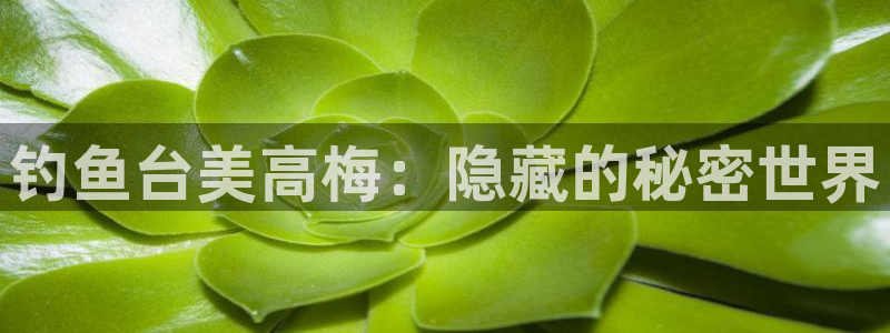 bb艾弗森官网：钓鱼台美高梅：隐藏的秘密世界